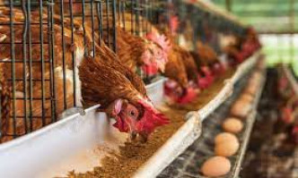 Sector Study | Poultry